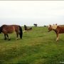 Unmittelbare Begegnung mit Pferden auf dem Weg nach…